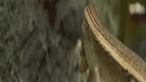 🤯El Arma☠️Letal de un🐉Dragón de Komodo #shorts #viralshorts #curiosidades