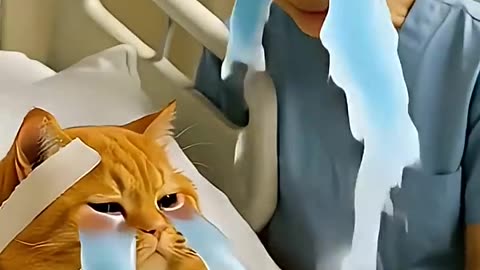 Citten video #funny#entertaimment