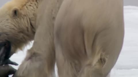 Polar Bear's Epic Hunt_ Survival in the Frozen Arctic!