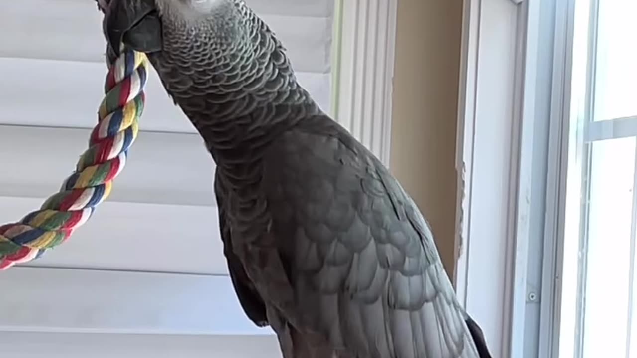 parrot and alexa hilarious talk laugh out loud 😂