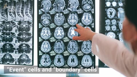 Forming Memories is Like Creating Folders on Your Computer, Study Finds