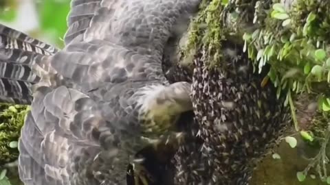 Have Ever Seen an Eagle Eating Honey