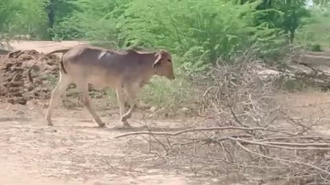 Cows in Field