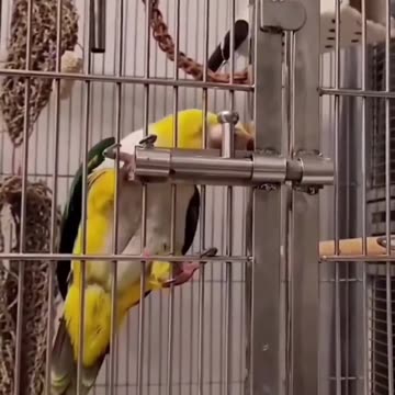 Escape artist
