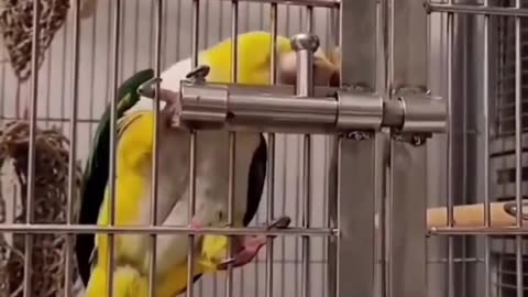 Escape artist