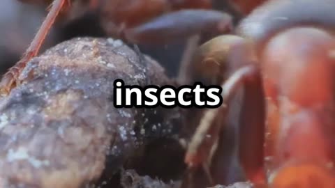 🐜 Ant Teachers How Ants Tap and Guide Each Other to Learn 🎓➡️🍬