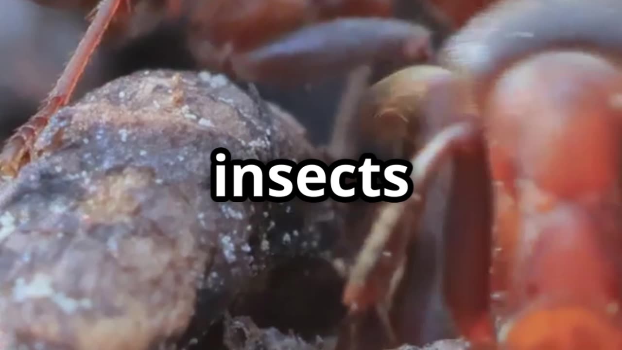 🐜 Ant Teachers How Ants Tap and Guide Each Other to Learn 🎓➡️🍬
