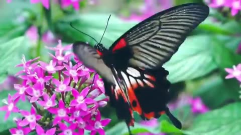 Nature 4k Video Ultra HD 4k Ultra HD Video