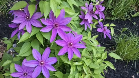 Clematis