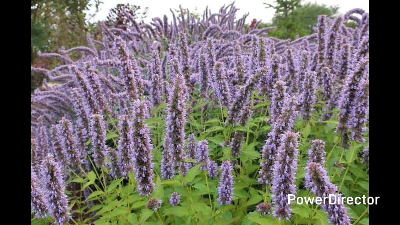 anise hyssop