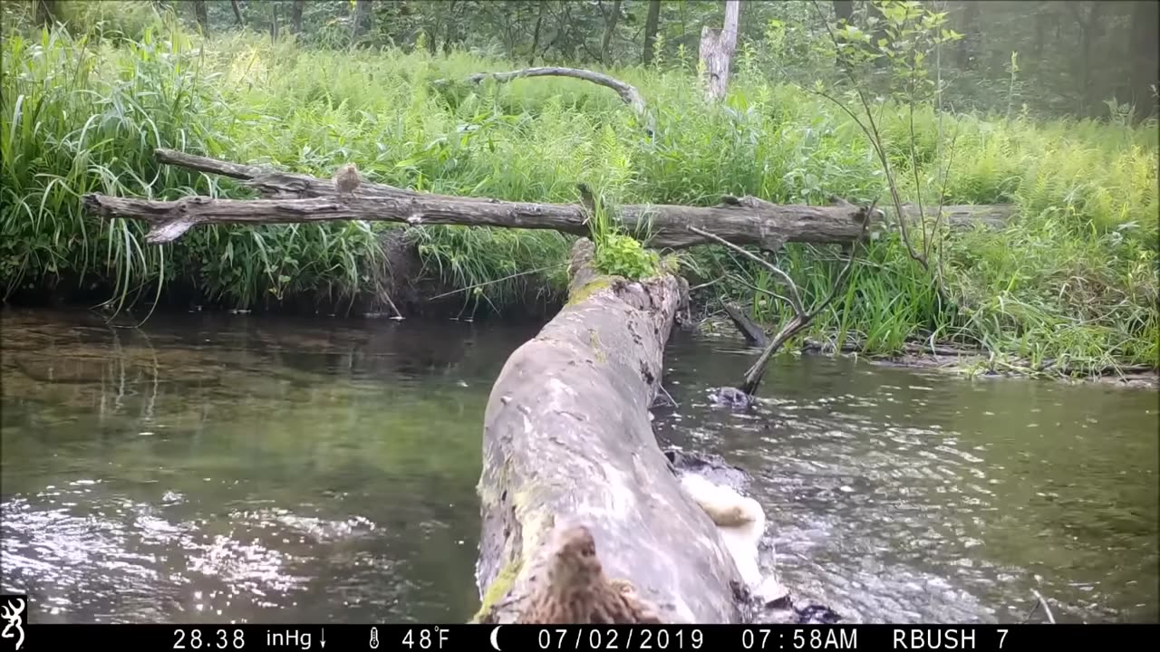Pennsylvania man captures all walks of life crossing log bridge