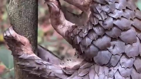 🐾✨ Pangolin's Oddly Satisfying Ant Feast! | FeedMyCuriosity