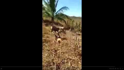 He abuses his animal and now - Look at this beautiful karma