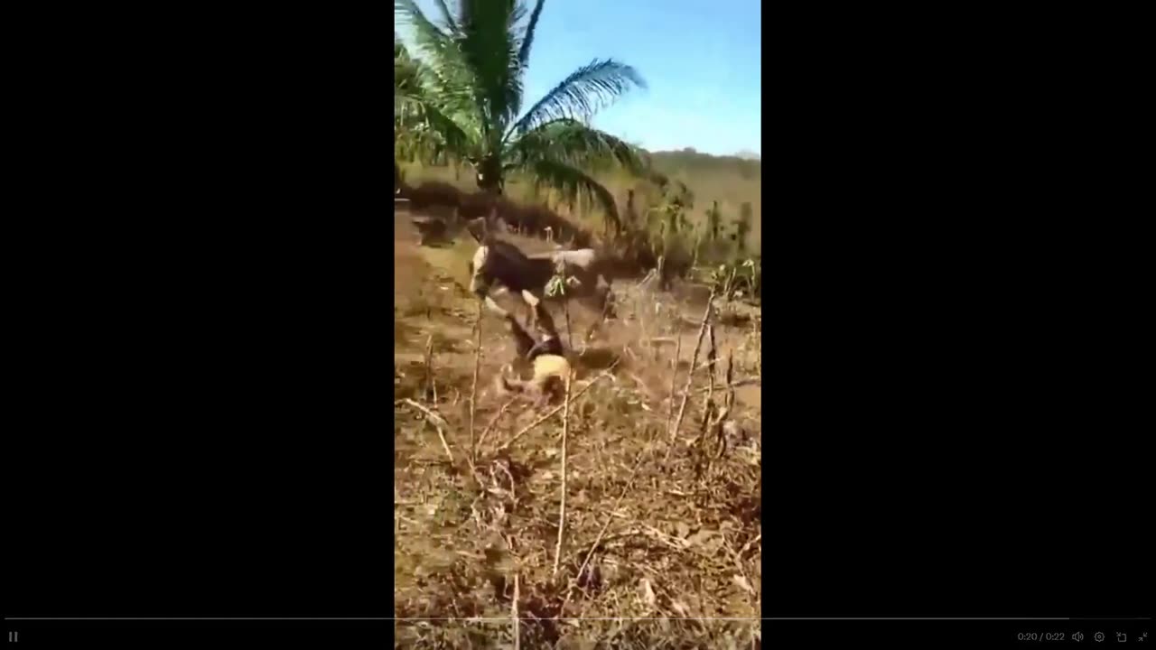 He abuses his animal and now - Look at this beautiful karma