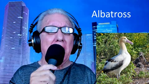 Albatross