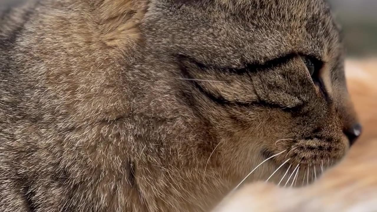 CATS FUNNY VIDEO