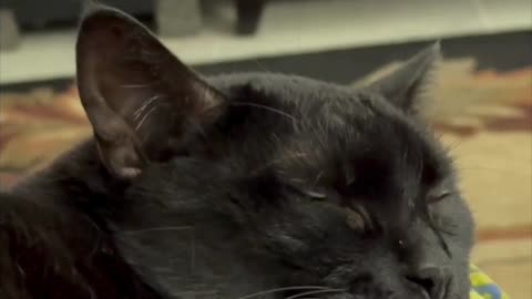 Cute Precious Piper is Dreaming - Adopting a Cat from a Shelter Vlog #shorts