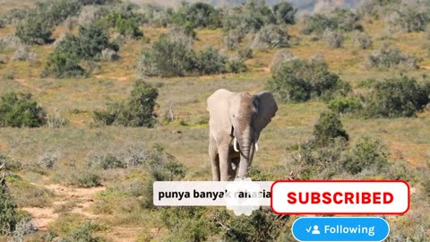 Fakta unik Gajah