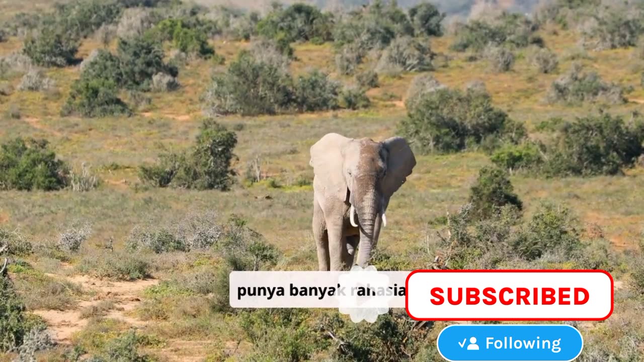 Fakta unik Gajah