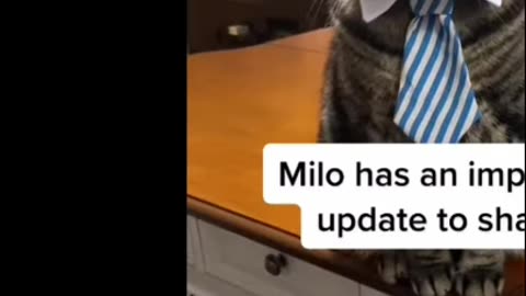 Hilarious Cats vs. Machines You Won't Believe What Happened!