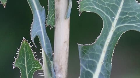 This Wild Plant Helped Me Sleep Better Than Melatonin