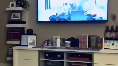 😂🐶 Dog Meets Darth Vader for the First Time! | FunFM
