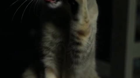 Cat teasing