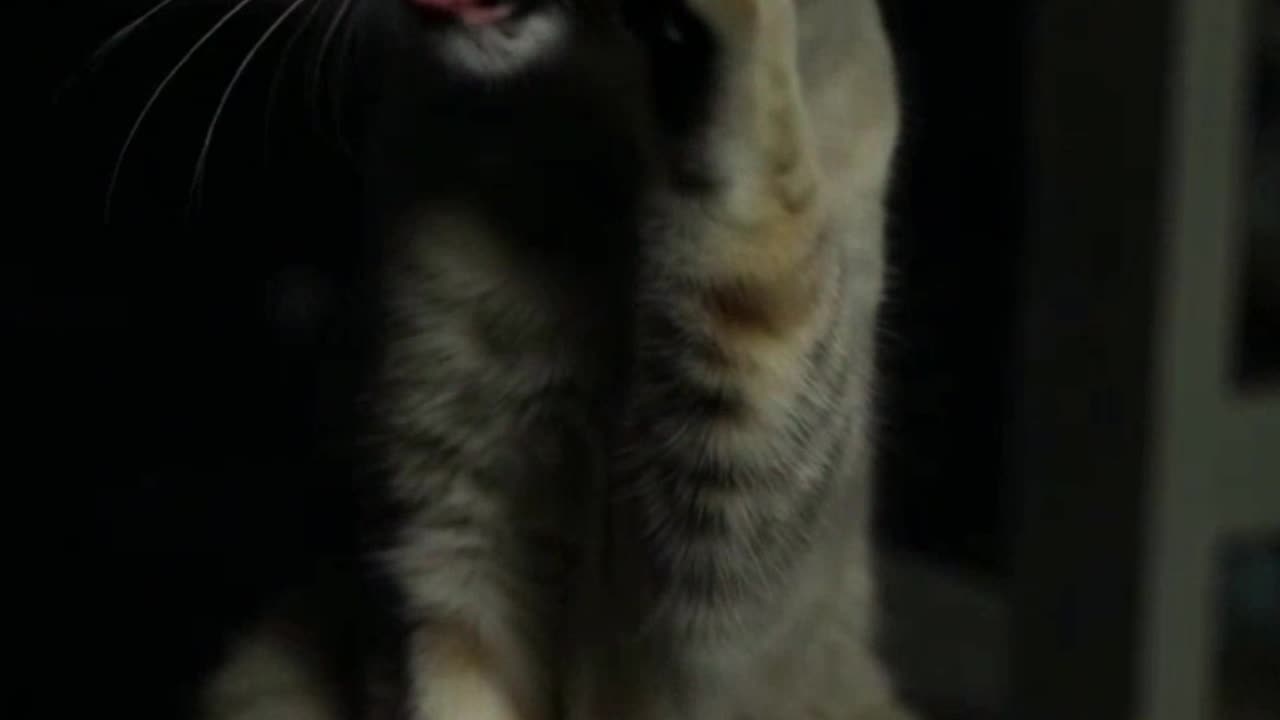Cat teasing