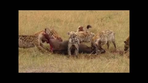 Hyenas Tear Into Buffalo Alive! 🐃🔥 Brutal Maasai Mara Encounter!
