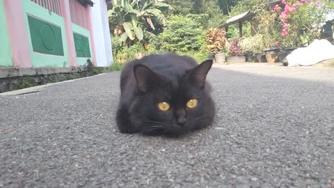 Buna 🐈‍⬛