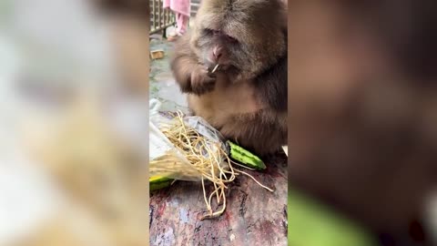 Silly Animals