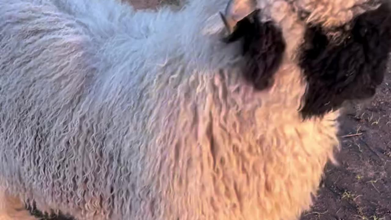 Sheep Hardware with Dog Software