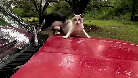 Funny Animal Videos