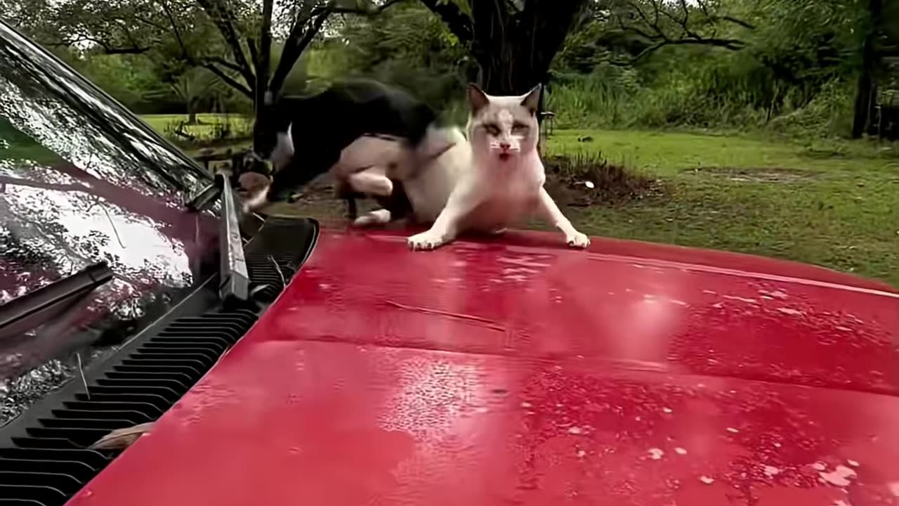 Funny Animal Videos