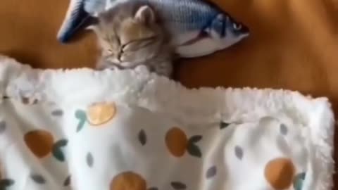🎓 KITTEN CARE 101: How to bathe your little fluff ball!