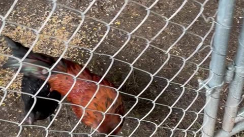 Rooster 🐓 1st Crows