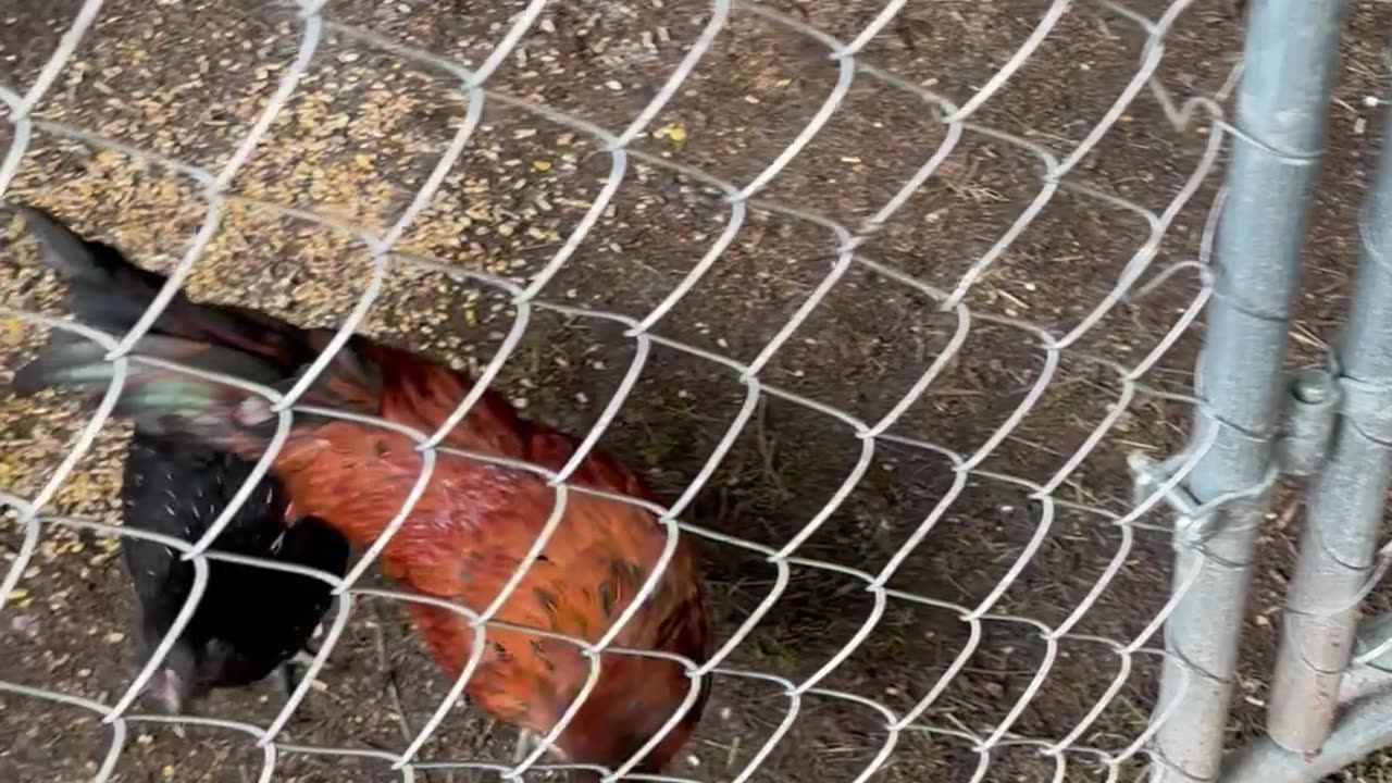 Rooster 🐓 1st Crows