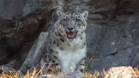 Zoo Photography Tip