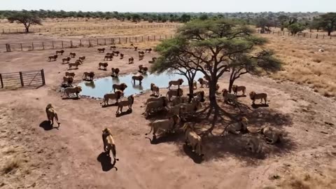 Slaughter house for lion