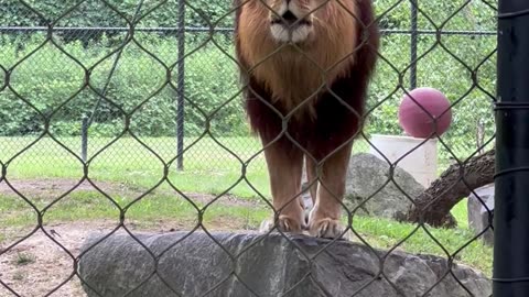 Lion Loudly Roars at Zoo Crowd