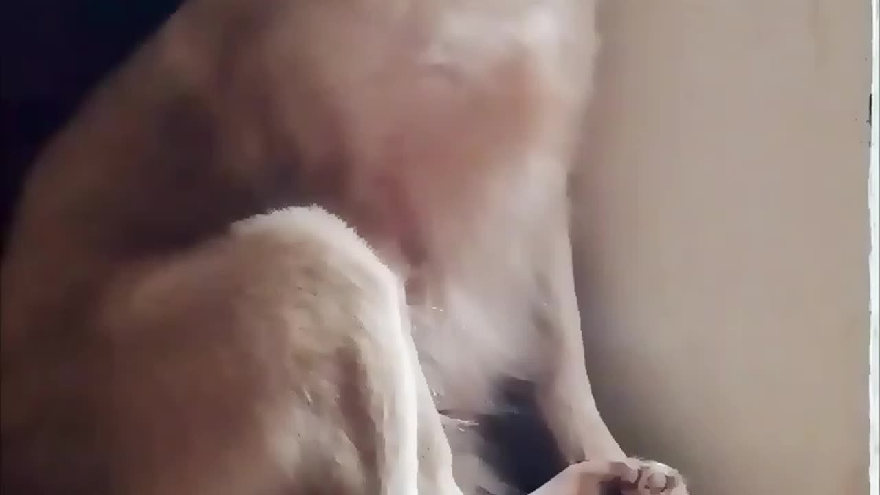 When You Sit Down to Rethink All Your Life Choices 🐶🐾