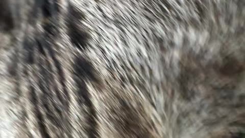Bengal Cat Back From the Vet and He Is Not Happy