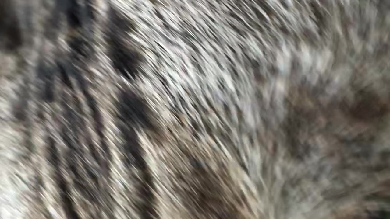 Bengal Cat Back From the Vet and He Is Not Happy