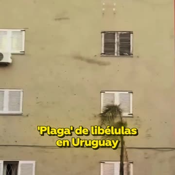 Una invasión de libélulas toma el cielo de Uruguay