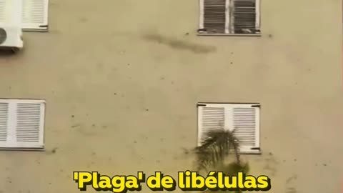 Una invasión de libélulas toma el cielo de Uruguay