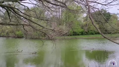 TRANQUIL MOMENTS BY THE RIVER | SOOTHING NATURE SOUNDS FOR STRESS RELIEF