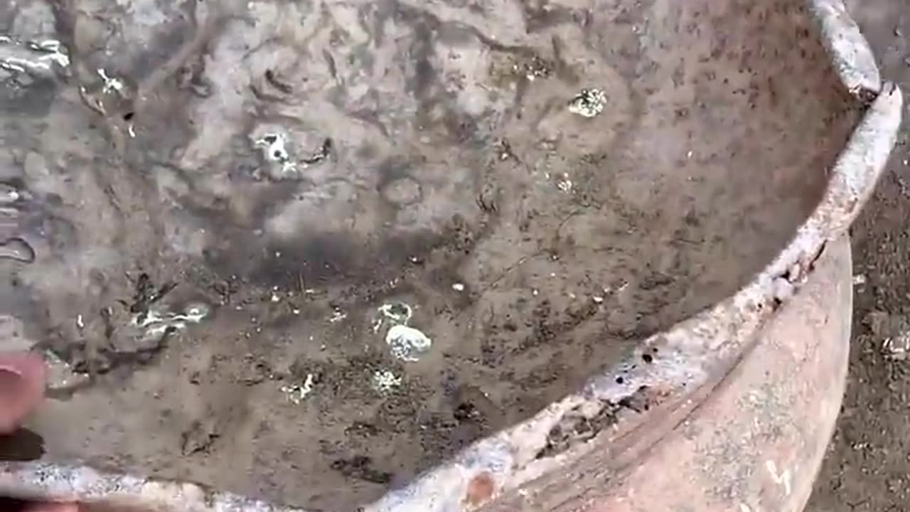 Amazing growth of white female chick#youtubeshorts #viralvideo #birds #youtube