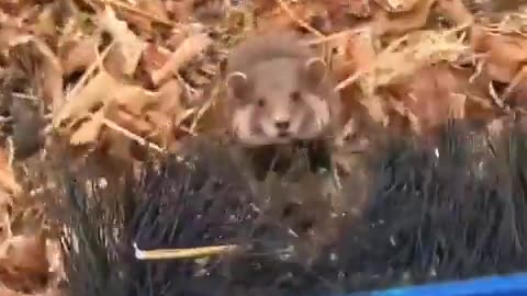 😂🐹 Everything is Ham for Mr. Hamster! | FunFM