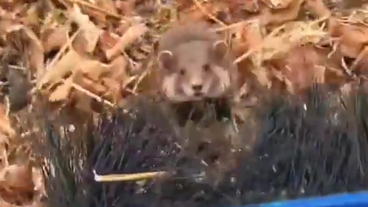 😂🐹 Everything is Ham for Mr. Hamster! | FunFM