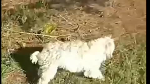 Myron the Cop vs Teddy the Dog